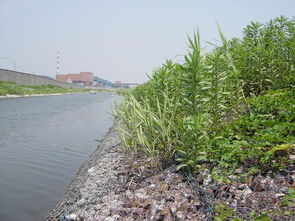 梅州石笼网箱在河道治理工程中也可绿化环境